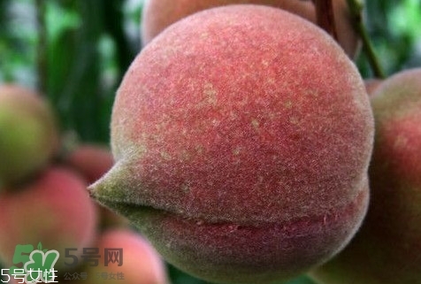 九仙桃怎么保鮮？九仙桃可保鮮多長時間