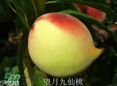 九仙桃什么時(shí)候成熟？九仙桃什么時(shí)候上市