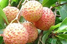 桂味荔枝多少錢一斤2017？桂味荔枝價(jià)格