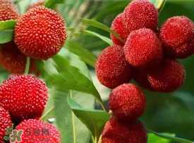 吃楊梅會感染sk5病毒嗎？吃楊梅感染sk5病毒是真的嗎？