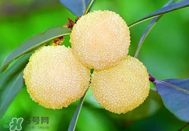 吃楊梅中毒怎么辦？吃楊梅中毒的癥狀