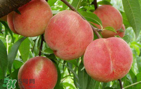 水蜜桃可以和香蕉一起吃嗎？水蜜桃可以跟香蕉同吃嗎？