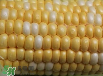 水果玉米孕婦能吃嗎？懷孕可以吃水果玉米嗎