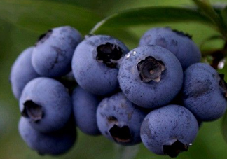 藍(lán)莓熱量高嗎？藍(lán)莓醬熱量高嗎？
