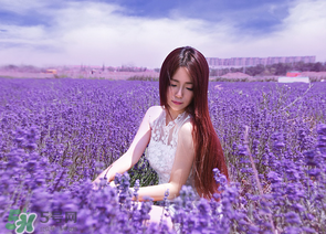 六月份還有薰衣草嗎？6月份哪里有薰衣草？