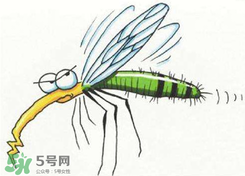 招蚊子是什么原因？招蚊子體質(zhì)怎么辦？