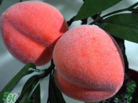 提子和桃子能一起吃嗎？提子和桃子一起吃好嗎？