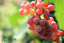 提子一天吃多少？提子一天吃幾個？