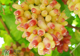 提子一天吃多少？提子一天吃幾個？