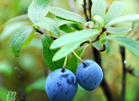 藍(lán)莓熱量高嗎？藍(lán)莓醬熱量高嗎？