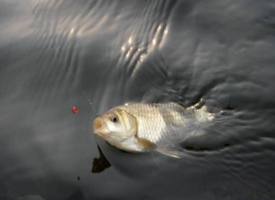 六月份怎么釣鯽魚？6月份釣鯽魚用什么餌料？