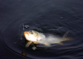 六月份怎么釣鯽魚？6月份釣鯽魚用什么餌料？