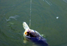 六月份怎么釣鯽魚？6月份釣鯽魚用什么餌料？