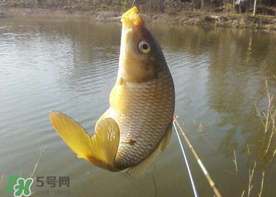 六月份怎么釣鯉魚？六月份釣鯉魚技巧