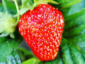 夏天有草莓嗎？夏天草莓結(jié)果嗎？