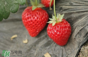 夏天有草莓嗎？夏天草莓結(jié)果嗎？