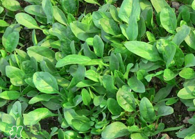 夏天可以種菠菜嗎？夏天菠菜為什么難種植？