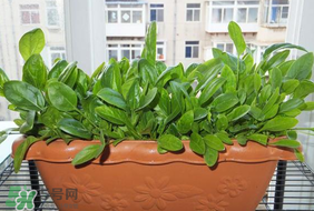 夏天可以種菠菜嗎？夏天菠菜為什么難種植？