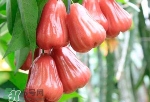 蓮霧什么季節(jié)成熟？蓮霧什么時候成熟