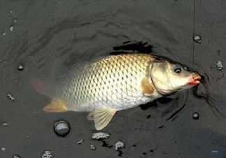 六月份怎么釣鯽魚？6月份釣鯽魚用什么餌料？