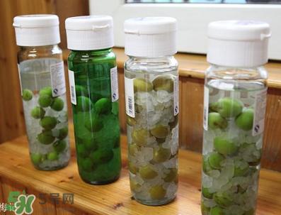 青梅酒用什么酒泡？青梅酒用什么酒好？