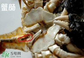 面包蟹是哪里產(chǎn)的？面包蟹哪里不能吃圖解
