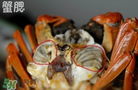 面包蟹是哪里產(chǎn)的？面包蟹哪里不能吃圖解