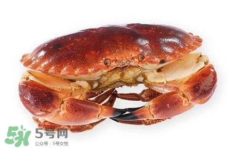 活面包蟹怎么保存？面包蟹能保存多久