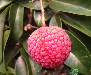 荔枝吃多了會(huì)胖嗎？吃荔枝會(huì)長(zhǎng)胖嗎？