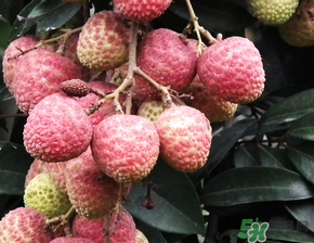 荔枝吃多了會(huì)流鼻血嗎？吃荔枝會(huì)流鼻血嗎？