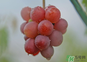 提子皮澀怎么處理？提子皮澀能吃嗎？
