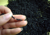 杜仲茶是熱性的嗎？杜仲茶和杜仲是一樣?xùn)|西嗎