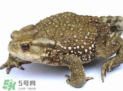蟾蜍怎么讀？蟾蜍是保護(hù)動(dòng)物嗎？