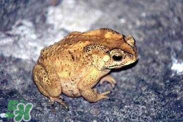 蟾蜍怎么分辨公母？蟾蜍如何養(yǎng)殖