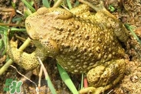 蟾蜍能治療癌癥嗎？蟾蜍能治什么病