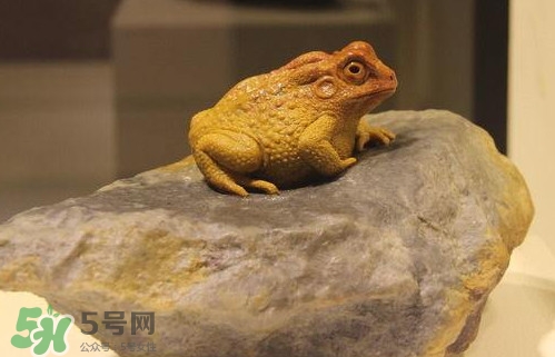 蟾蜍能活多久？蟾蜍可以活多少年