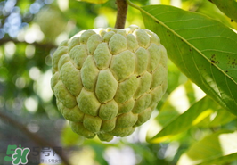 番荔枝什么時(shí)候成熟？番荔枝什么時(shí)候開(kāi)花？