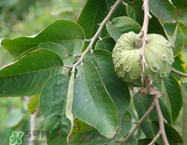 番荔枝什么時(shí)候成熟？番荔枝什么時(shí)候開(kāi)花？