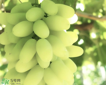 馬奶葡萄什么時(shí)候上市？馬奶葡萄2017上市時(shí)間