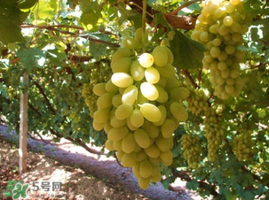 馬奶葡萄多少錢一斤？馬奶葡萄2017價(jià)格