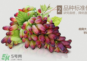 馬奶葡萄怎么保存？馬奶葡萄保存方法
