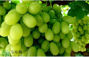 馬奶葡萄怎么保存？馬奶葡萄保存方法