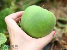 梨瓜是熱性還是涼性？梨瓜是酸性還是堿性？