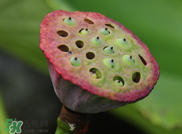 蓮蓬多少錢一斤？蓮蓬多少錢一個(gè)？