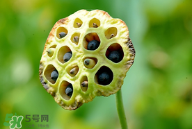 蓮蓬什么時候成熟？蓮蓬什么時候上市？