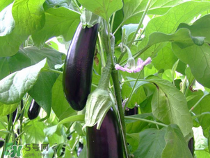 茄子怎么挑選？如何挑選茄子？