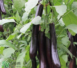 茄子皮敷臉可以祛斑嗎？茄子皮祛斑正確方法