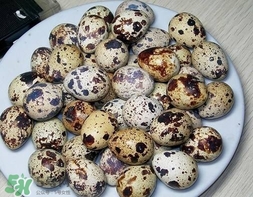 鵪鶉蛋和雞蛋哪個(gè)營養(yǎng)價(jià)值高？鵪鶉蛋怎么選購？