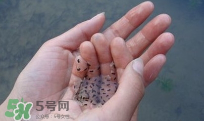 蟾蜍是不是癩蛤蟆？蟾蜍和青蛙的區(qū)別