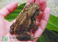 蟾蜍能治療癌癥嗎？蟾蜍能治什么病